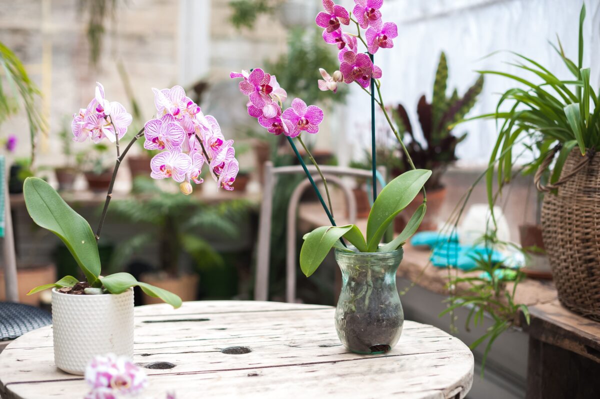 Piante di orchidee disposte sul tavolo a casa