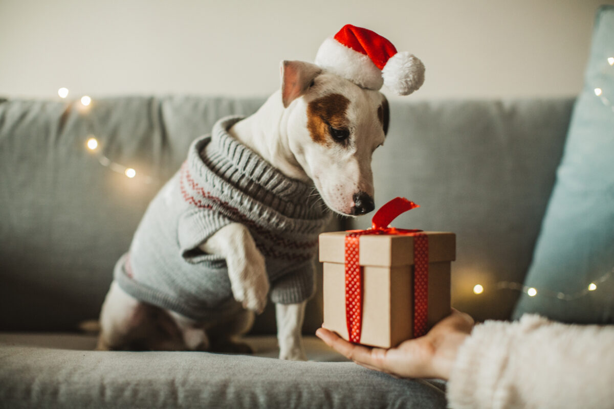 Cane a natale che riceve un regalo dal suo padrone
