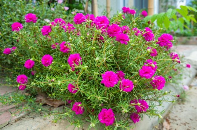 Portulaca grandiflora: come coltivarla (in vaso o in terreno)
