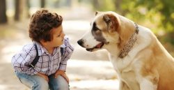 pet therapy