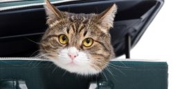 viaggiare gatto