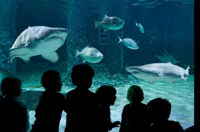 Divertimento famiglie e bambine a Cattolica