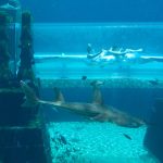 Acquario Dubai