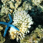 Barriera corallina Isole Cook