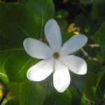 Il profumo dei fiori e i colori delle Isole Cook