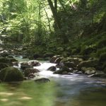 Foresta Nera