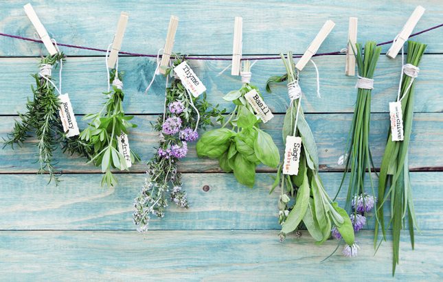 Conservare le erbe aromatiche