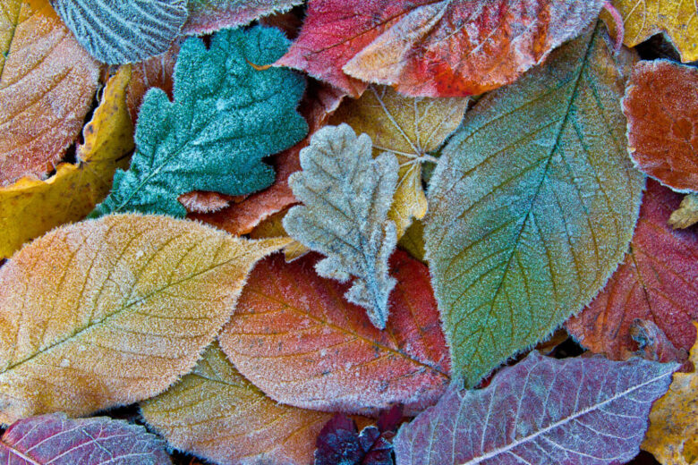 Foglie colorate con cristalli di ghiaccio