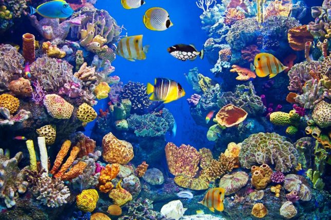 Come pulire l’acquario