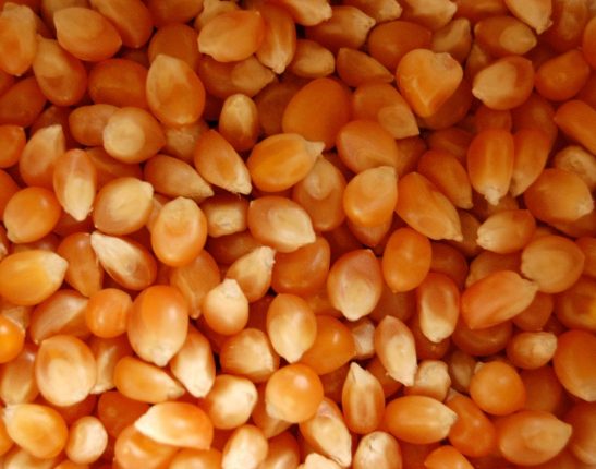Mais: calorie, proprietà e valori nutrizionali