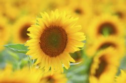 Girasoli
