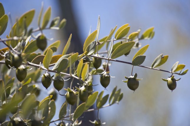 Olio di jojoba puro: proprietà e usi “al naturale”