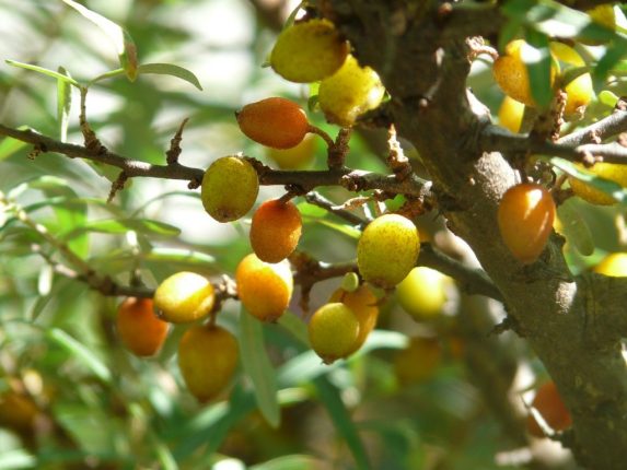Olivello spinoso: virtù e benefici