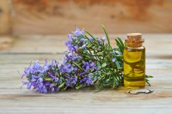 olio essenziale di rosmarino