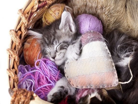 Come scegliere l’animale domestico