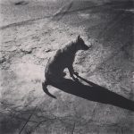 Cane Hachiko