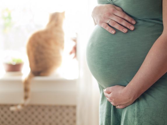 gravidanza e gatto