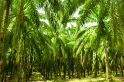 Palm Oil Plantation