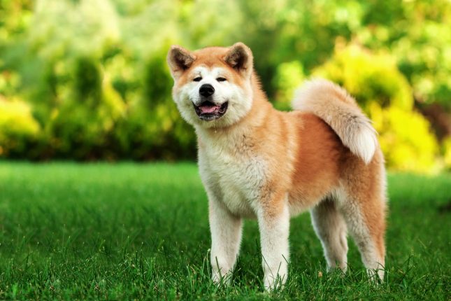 La Storia di Hachiko: l'amore di un cane per il proprio padrone
