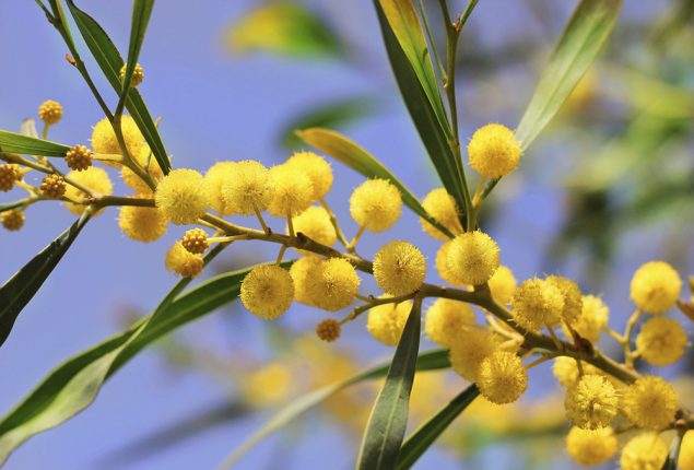 mimosa