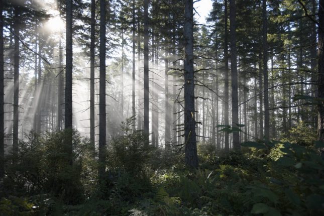 Foresta