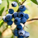 Gli spinaci come tutte le altre verdure fanno parte dei rimedi per prevenire l'inestetismo dei capillari