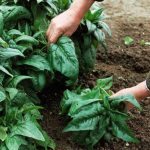 Gli spinaci come tutte le altre verdure fanno parte dei rimedi per prevenire l'inestetismo dei capillari