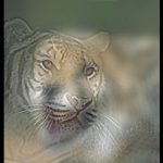 Una "doppia" tigre