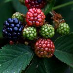 Anche le more contribuiscono a tutti i rimedi naturali per prevenire la comparsa dei capillari