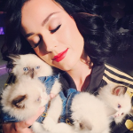 katy perry gatti