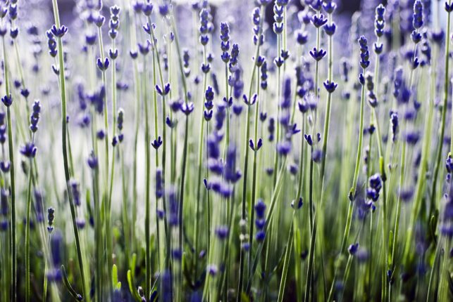 La lavanda: come coltivarla