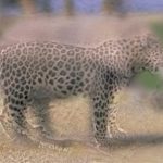 "Leopard/Elephant"