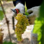 L'uva del Vermentino ligure
