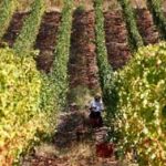 Lavorazione vigne Vermentino Val di magra