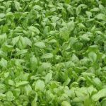 Spinaci