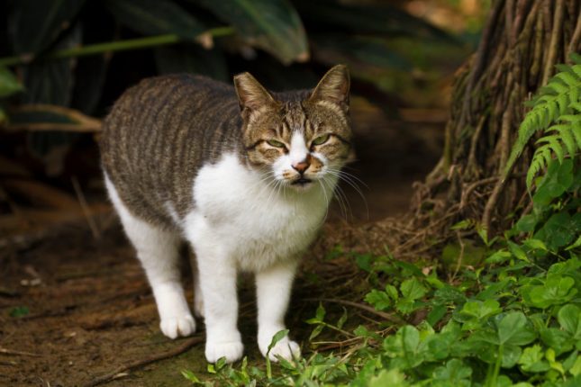 Gatto ostile