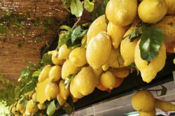 limoni