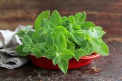 menta