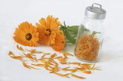 La Calendula Officinalis è un rimedio naturale utilizzato sia grazie alle sue proprietà cosmetiche sia grazie alle sue proprietà curative.