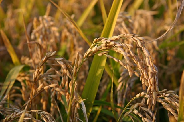 Il glutine è un complesso proteico presente in alcuni cereali come il frumento, la segale o l'orzo: chi soffre di celiachia deve evitarne l'assunzione diretta e indiretta.
