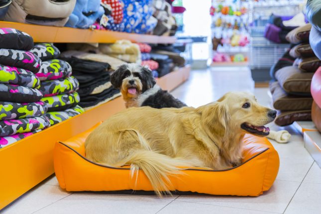 La cuccia del cane: modelli e tipologie