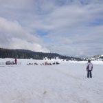 La muta aspetta un piccolo musher che la guidi.