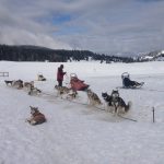 Lo sleddog arriva anche sulle Alpi