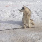 I cani sono generalmente Alaskan Husky, Siberian Husky, Alaskan Malamute, Samoiedo o incroci di queste razze .