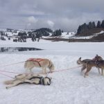 Gioco e riposo in un momento di pausa.