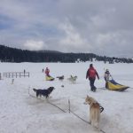 Lo sleddog è perfetto per i bambini.