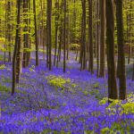Hallerbos