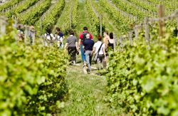Winetrekking in Franciacorta.
