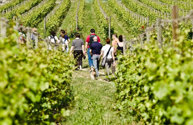 Winetrekking in Franciacorta.