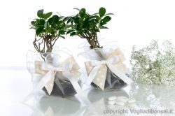 Pianta di Bonsai come bomboniera solidale